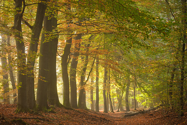 Herfstlandschap langs de Leuvenumse beek