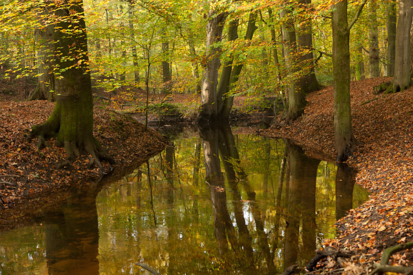 Herfstlandschap langs de Leuvenumse beek