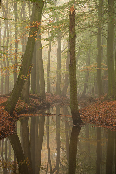 Herfstlandschap langs de Leuvenumse beek