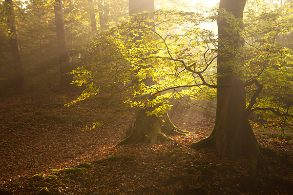 Herfstlandschap langs de Leuvenumse beek