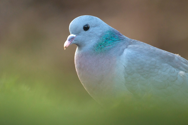 Holenduif (Columba oenas) 