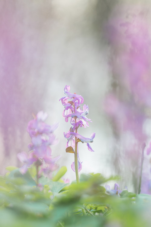 Holwortel (Corydalis cava) en bokeh