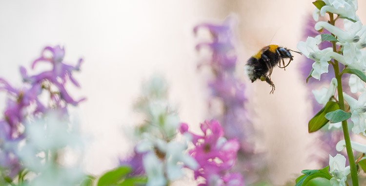 Holwortel (Corydalis cava) met bezoekende hommel