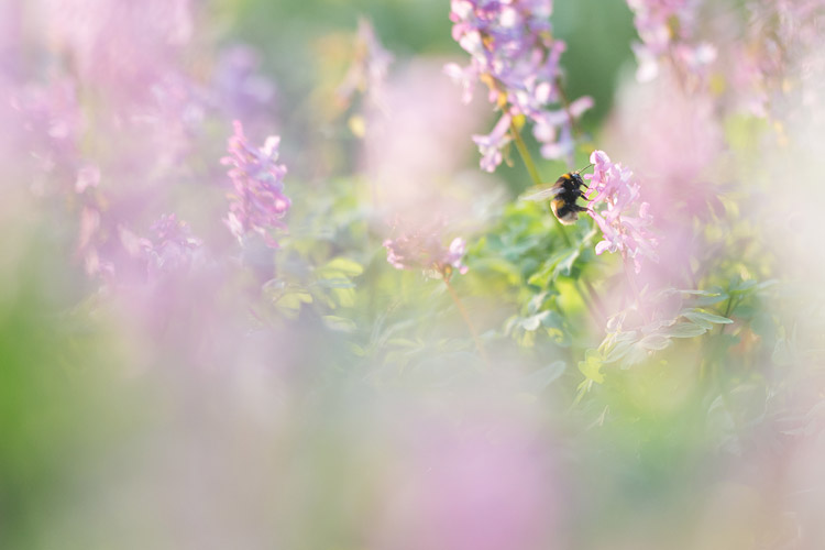 Hommel in Holwortel (Corydalis cava) veld