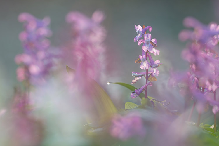 Holwortel (Corydalis cava) bokeh