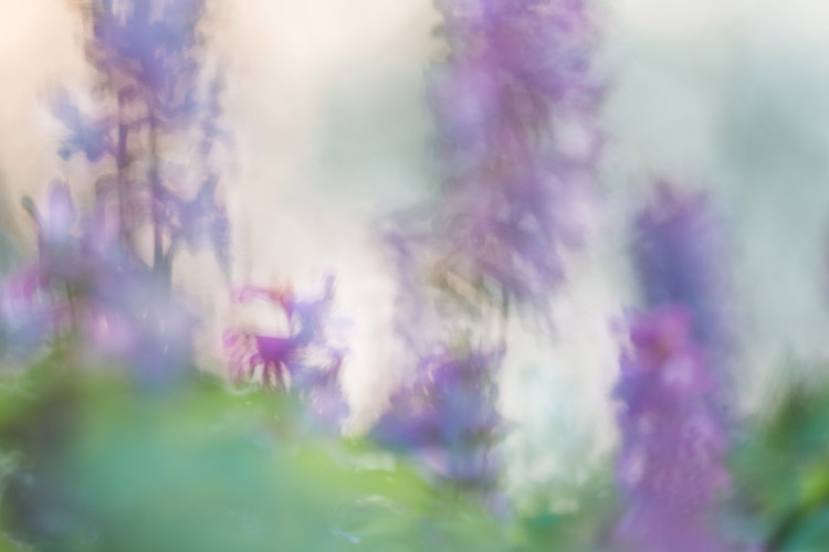 Holwortel (Corydalis cava) bokeh patronen