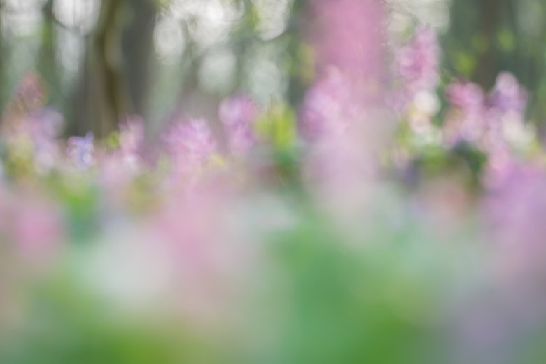 Holwortel (Corydalis cava) onscherp met mooie zuurstokkleuren