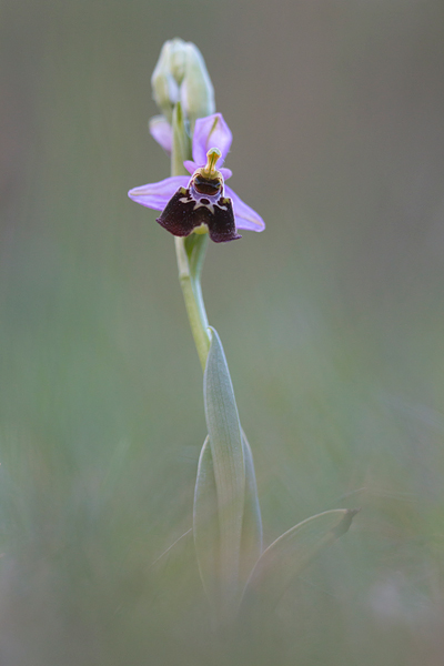 Hommelorchis (Ophrys fuciflora) 