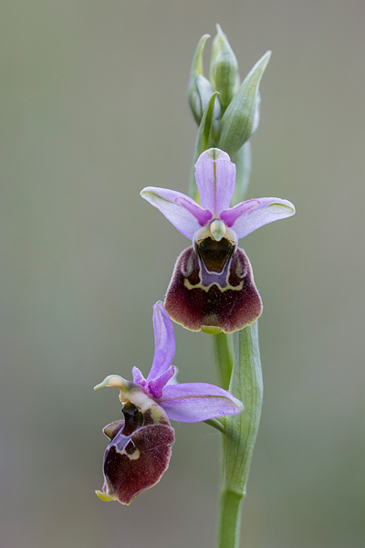 Hommelorchis (Ophrys fuciflora) 