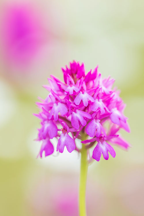 Hondskruid (Anacamptis pyramidalis) tussen de margrieten