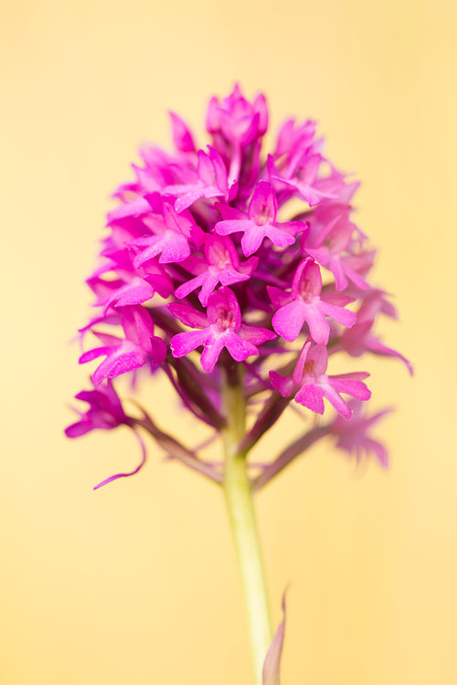 Hondskruid (Anacamptis pyramidalis) 