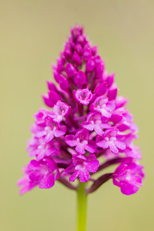 Hondskruid (Anacamptis pyramidalis) 