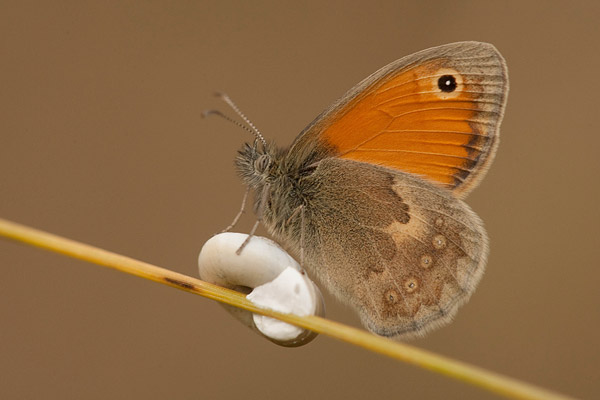 Hooibeestje (Coenonympha pamphilus) in tegenlicht