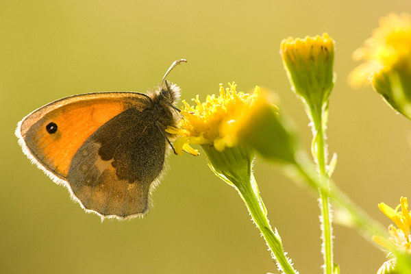 Hooibeestje (Coenonympha pamphilus).