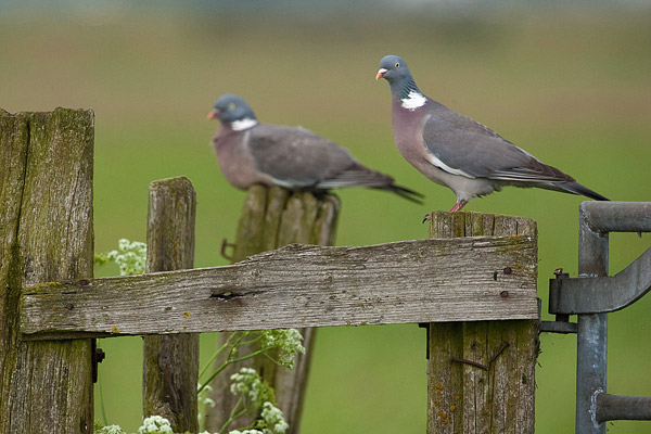 Houtduif (Columba palumbus) 