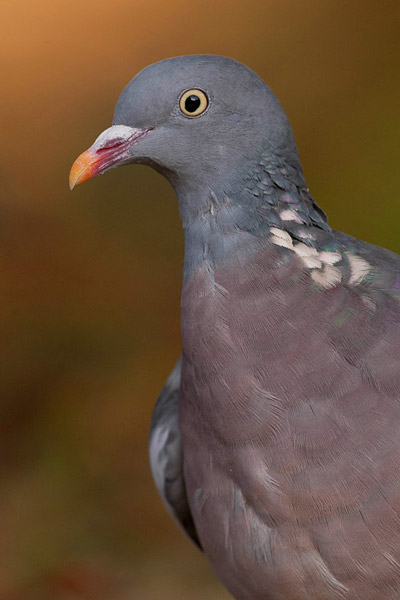 Houtduif (Columba palumbus) portret