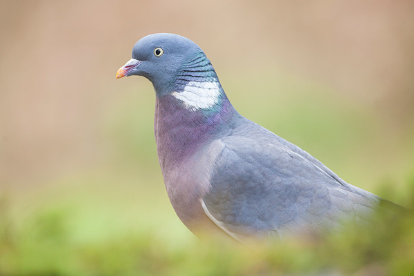 Houtduif (Columba palumbus) portret