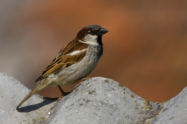 Huismus mannetje (passer domesticus).