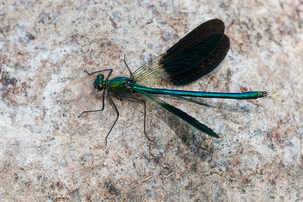 Mannetje Iberische beekjuffer (Calopteryx xanthostoma) 