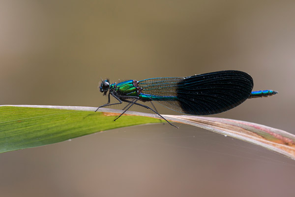 Mannetje Iberische beekjuffer (Calopteryx xanthostoma) 