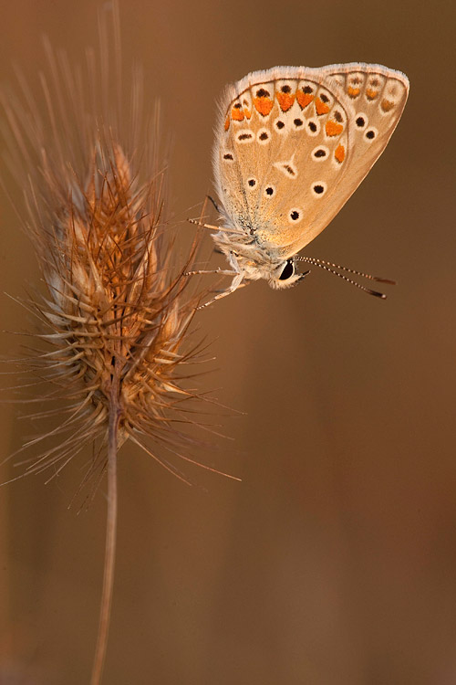 Icarusblauwtje (Polyommatus icarus) 