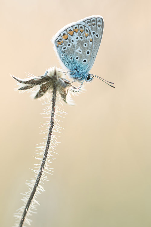 Icarusblauwtje op uitgebloeid duifkruid