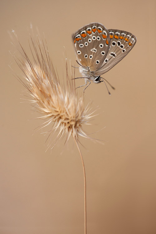 Icarusblauwtje op kamille.