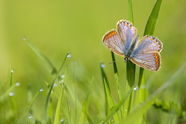 Icarusblauwtje (Polyommatus Icarus).