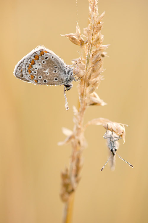 Icarusblauwtjes bedauwd op gras