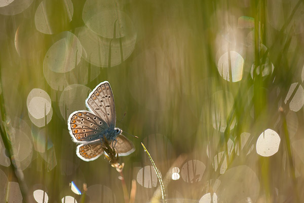 3e prijs grasduinen foto van de maand