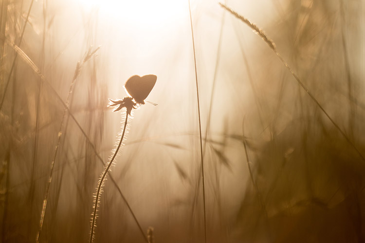 Icarusblauwtje (Polyommatus icarus) in gouden tegenlicht