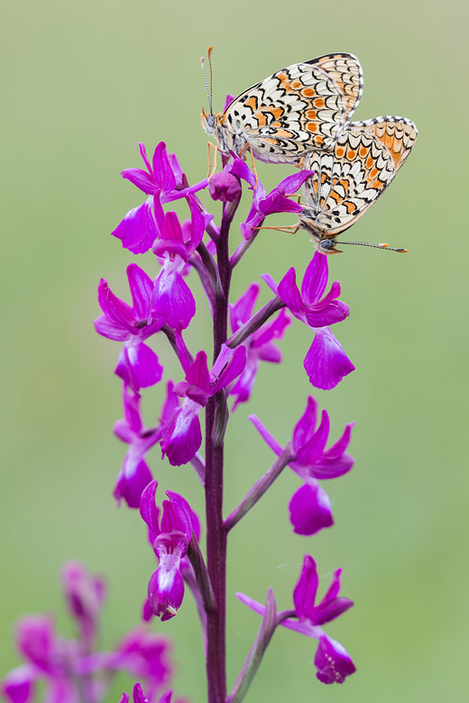 IJle moerasorchis (Anacamptis laxiflora) met parende knoopkruidparelmoervlinders