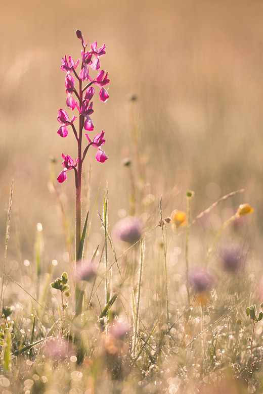 IJle moerasorchis (Anacamptis laxiflora) in tegenlicht