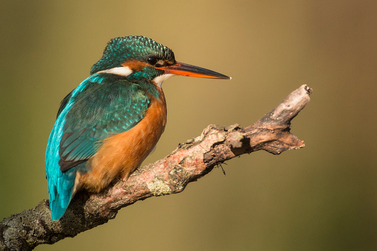 Vrouwtje ijsvogel