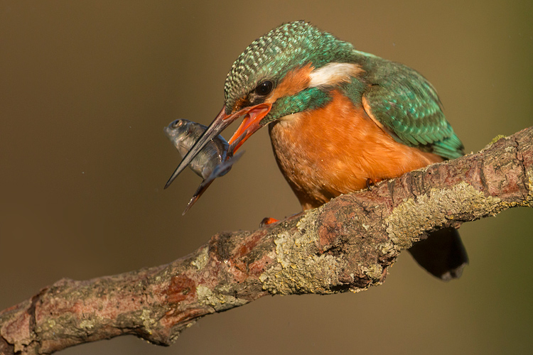 IJsvogelvrouwtje met vis