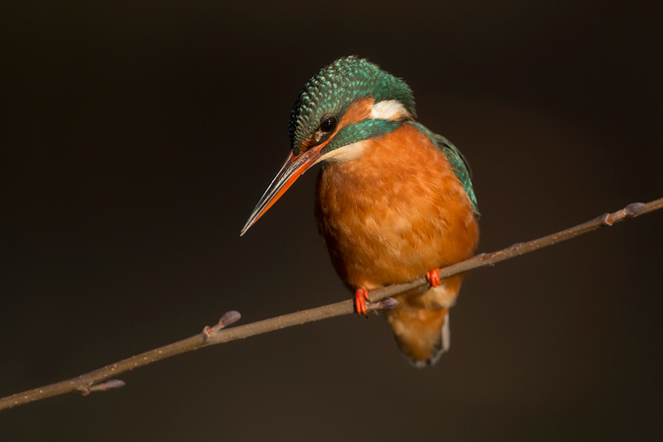 IJsvogelvrouwtje op een tak van de zwarte els