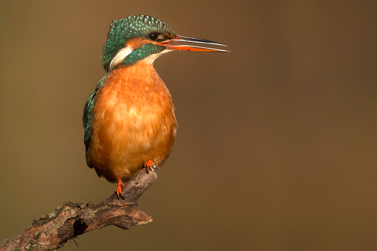 Alert ijsvogelvrouwtje