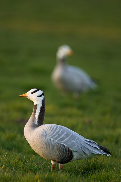 Indische gans (Anser indicus) 