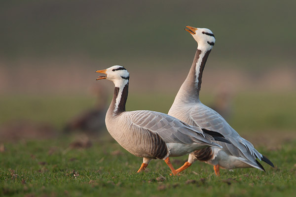 Indische gans (Anser indicus) 