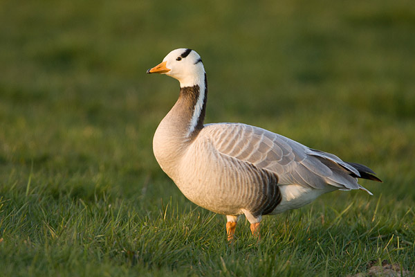 Indische gans (Anser indicus) 