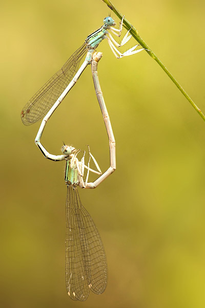 Copula Ivoren breedscheenjuffer (Platycnemis dealbata) 