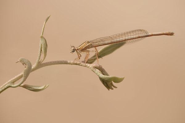 Ivoren breedscheenjuffer (Platycnemis dealbata)