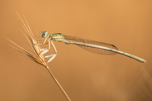 Mannetje Ivoren breedscheenjuffer (Platycnemis dealbata) 