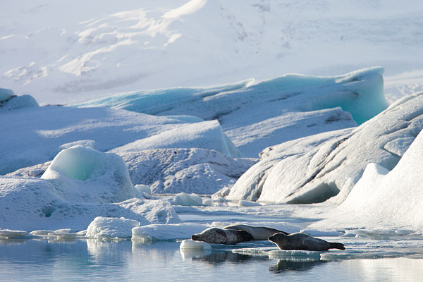 Zeehonden op het ijs in Jokulsarlon