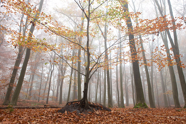 Jonge beukenboom in herfstkleuren