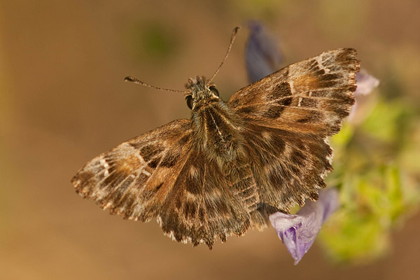 Kaasjeskruiddikkopje (Carcharodus alceae) 