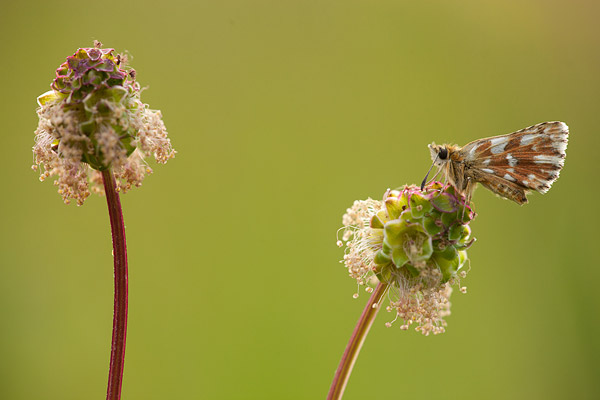 Kalkgraslanddikkopje (Spialia sertorius) 