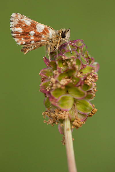 Kalkgraslanddikkopje (Spialia sertorius) 