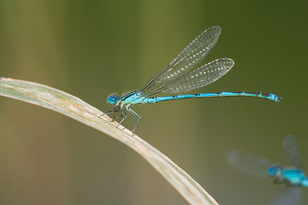 Kanaaljuffer (Erythromma lindenii) mannetje