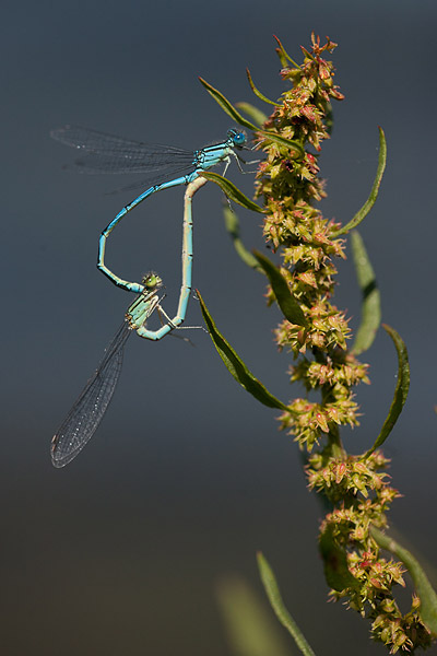 Kanaaljuffer (Erythromma lindenii) copula